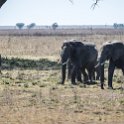 TZA MAR SerengetiNP 2016DEC24 ThachKopjes 006 : 2016, 2016 - African Adventures, Africa, Date, December, Eastern, Mara, Month, Places, Serengeti National Park, Tanzania, Thach Kopjes, Trips, Year